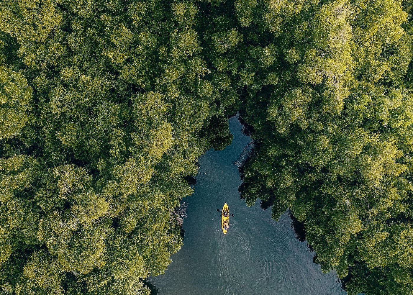 mangrove kayaking bentota